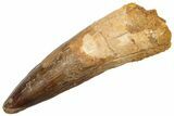 Fossil Spinosaurus Tooth - Real Dinosaur Tooth #225497-1